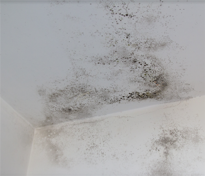 mold growing on the ceiling of a room